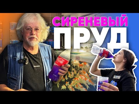 Видео: Аквариумные истории из ЭКЗОМЕНЮ (19.09.2025). Сиреневый пруд.