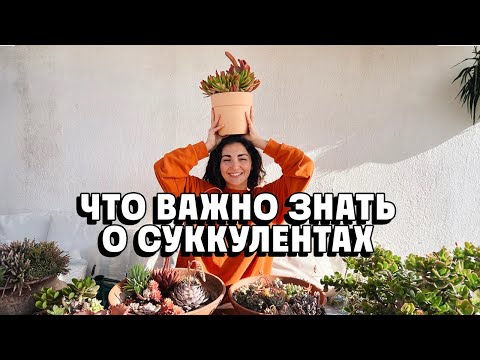 Видео: Что важно знать о суккулентах. Лучшие подсказки для начинающих!