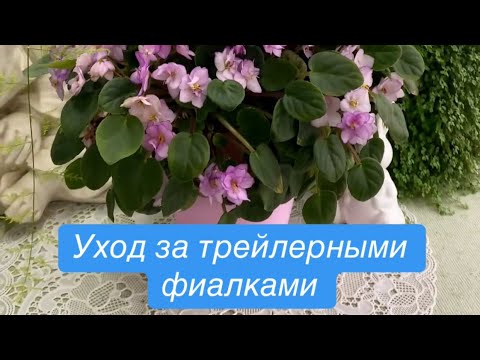 Видео: Уход за трейлерной-кустовой фиалкой. #фиалки #plants #кімнатніквіти 
