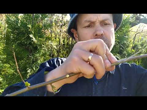 Видео: Нюанси щеплення шовковиці.