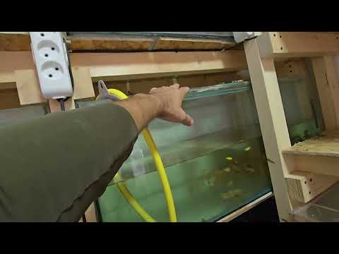 Видео: Переселение рыбок в аквариумы. И сразу проблема+