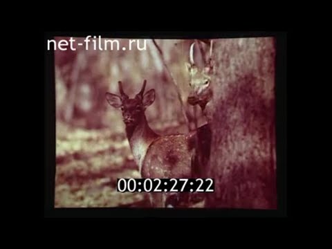 Видео: 1978г. Приморский край. Уссурийская тайга.