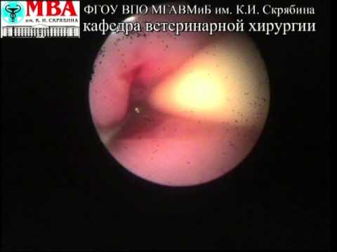 Видео: Дилятация стриктуры пищевода у кошки