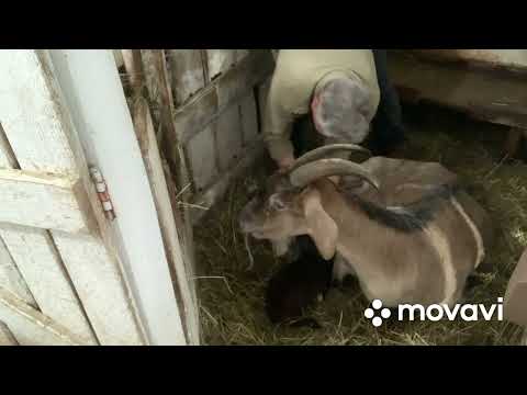 Видео: Окот Козы.Как и кем порадовала нас Милка//