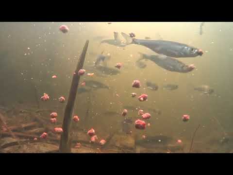 Видео: Кормушка "Пуля"| Подводная съемка| Донная ловля| Feeder "Bullet"| Underwater shooting|Bottom fishing