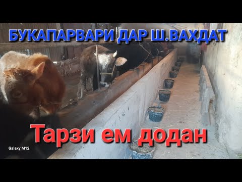 Видео: 🌳🐃🐃🐃🐃БУКАПАРВАРИ🌳 ДАР ШАРОИТИ ХОНА🌳 ТАРЗИ ХУРОК ДОДАНИ БУКАХО🐄🐂🐂🐃🐃