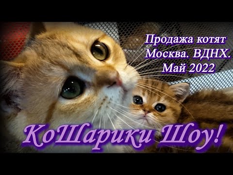 Видео: Москва. Май 2022. ВДНХ. Выставка-продажа котят КоШарики Шоу!