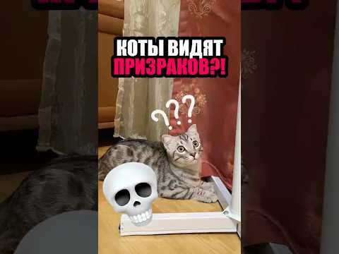 Видео: Ученые утверждают, что кошки могут видеть призраков