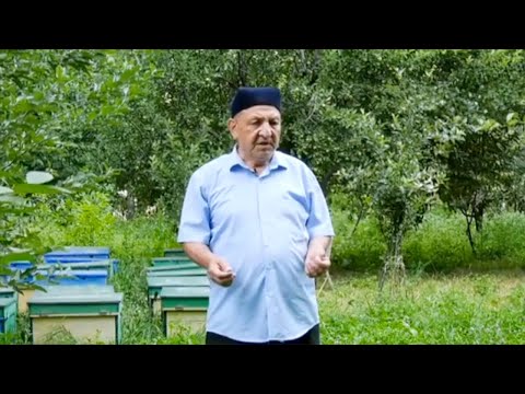 Видео: 20 сотих ерга 500 дан ортиқ дарахт эккан бўстонлиқлик боғбон сирлари | Mening bog'im