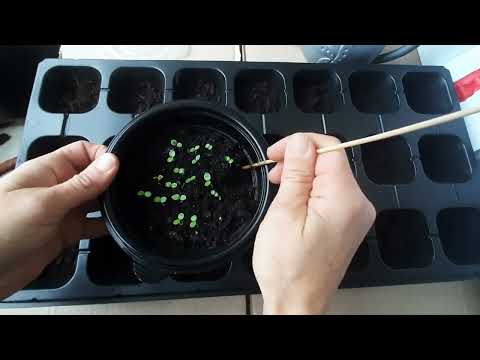 Видео: Інжир із насіння, фіга з магазину (1 частина)