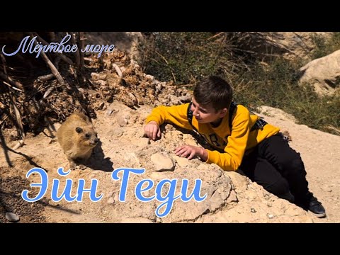 Видео: 🇮🇱 Эйн Геди. Водопады в пустыне. Пещера Давида. Мёртвое море. Даманы.