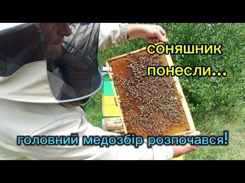 Видео: Стартував головний медозбір. Стан сімей на головному взятку.