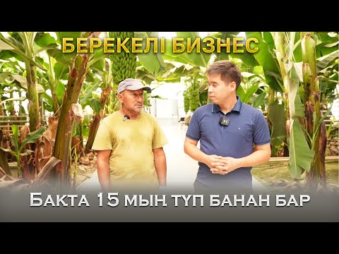Видео: Берекелі бизнес | Бақта 15 мың түп банан бар