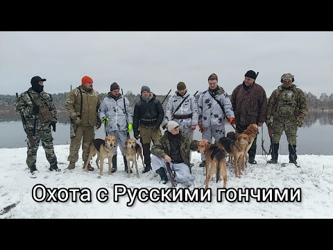 Видео: Охота с Русскими гончими.