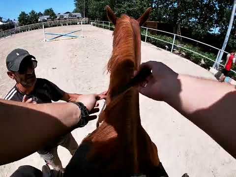 Видео: Уча се да яздя кон в конна база Кабиле! Част 2