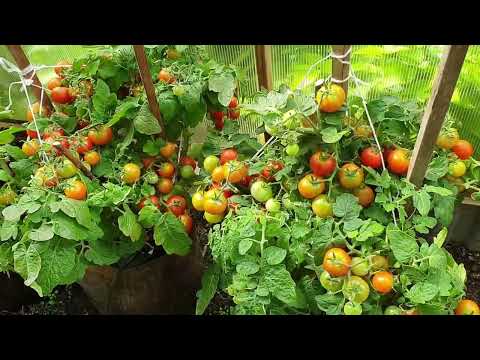 Видео: Мини томаты ломятся от урожая Балконное ЧУДО Вырастет и в горшке И в саду.