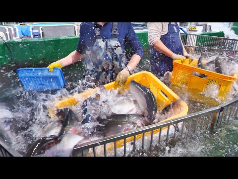 Видео: Весь процесс удивительной лососевой фермы | Корейская еда