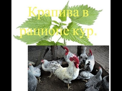 Видео: Крапива в рационе кур, советы для начинающих птицеводов и не только.