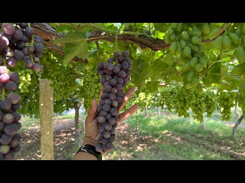 Видео: Янги узум ва энг яхши Пайванд усули