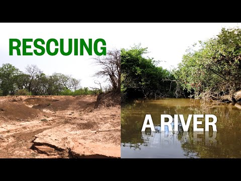 Видео: Можно ли на самом деле вернуть реку с помощью одних только деревьев?