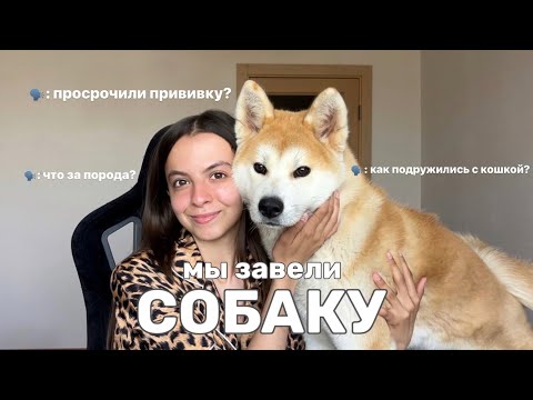 Видео: МЫ КУПИЛИ СОБАКУ | АКИТА-ИНУ | ЩЕНОК