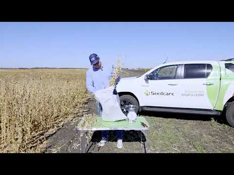 Видео: Уборка сои. Результаты