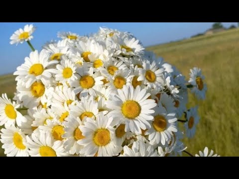 Видео: 🛍️☘️Покупки с Вайлдбериз #одежда #обувь #лето25 ☘️🛍️