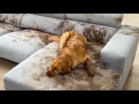 Видео: 😺 Собаки следят за порядком! 🐕 Смешное видео с собаками, кошками и котятами! 😸
