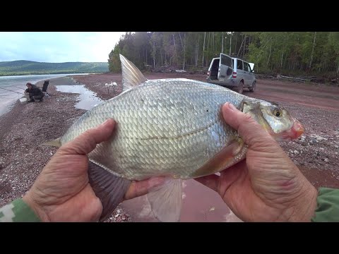 Видео: Осенняя рыбалка на леща. Просто выезд на рыбалку.
