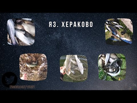 Видео: Хераково Пъстърви края на сезона - Herakovo Trout the end of the season