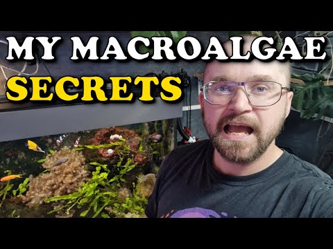 Видео: Выращивание макроводорослей в рифовом аквариуме: ВСЁ, что вам нужно знать