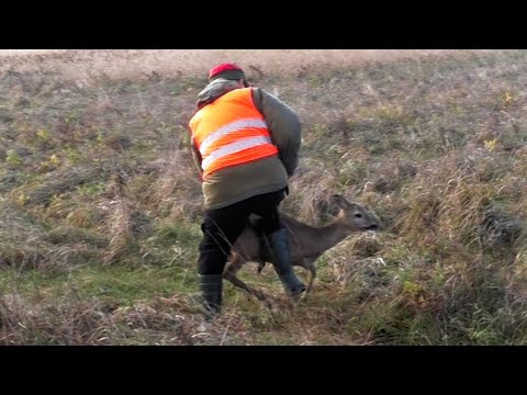 Видео: Загонная ОХОТА. 2 ШАНСА. 4 ноября 2024г