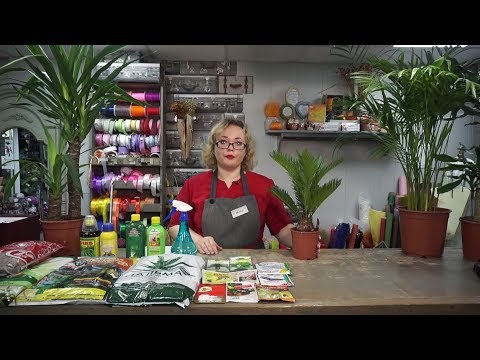 Видео: "Удачная среда" - выращиваем комнатные пальмы (Бийское телевидение)