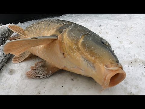 Видео: ЗАКИНУЛ ПАУКИ И СНОВА УДАЧА!!! ЯЗИ И САЗАНЫ ПРЯМО ЗА ОГОРОДОМ!!! РЫБАЛКА НА ПАУК!!!