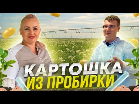 Видео: КФХ Цирулева Е.П. Как вырастить Элитный Картофель? Все, что нужно знать о выращивании картофеля!