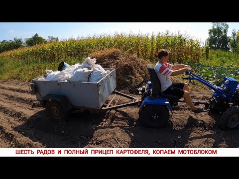Видео: ВОТ ЭТО УРОЖАЙ , ПОЛНЫЙ ПРИЦЕП КАРТОФЕЛЯ 2025 / КОПАЕМ ВЕЕРНОЙ КАРТОФЕЛЕКОПАЛКОЙ ДО МОТОБЛОКА