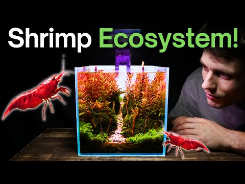 Видео: Я сделал наноаквариум для креветок. Вот как!