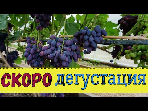 Видео: Обзор винограда в теплице на 23.07.2023г.