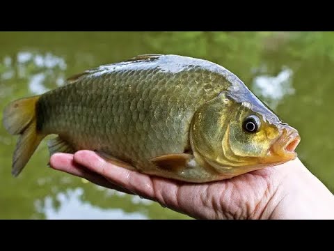 Видео: ВЕЛИКІ КАРАСІ НА ТАКУ НАЖИВКУ.ПЕРШИЙ КАРАСЬ ДІВЧИНИ.#fishing#fish#риболовля#рибалканакарася#карпсь