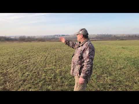 Видео: Послушание легавых собак в поле