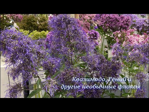 Видео: Гений, Квазимодо и другие необычные флоксы