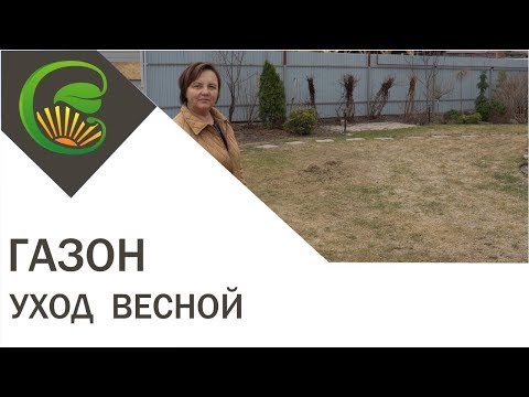 Видео: Что делать с газоном весной