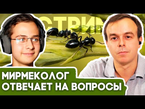Видео: Мирмеколог Евгений Бургов отвечает на ваши вопросы в прямом эфире! Живое общение и розыгрыш призов!