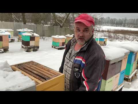 Видео: В гостях у пчеловодов 800 ульев. Технология производства мёда. Семирамочный улей. Беларусь.