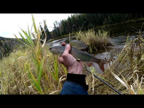 Видео: Таёжная речка 4. Западня.