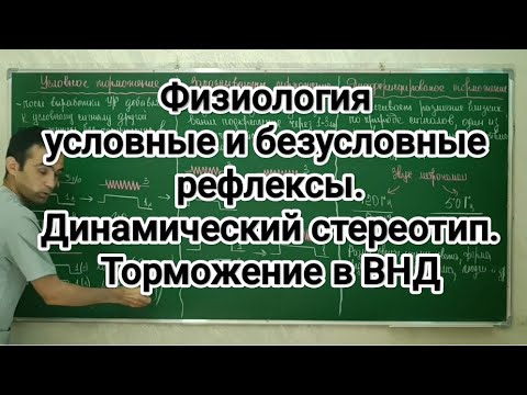 Видео: Физиология ВНД: условных и безусловных рефлексов. Динамический стереотип. Торможение в ВНД
