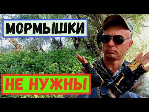 Видео: Как Ловить Мормышингом БЕЗ МОРМЫШЕК?/5 Видов Рыб за 15 Минут #мормышинг