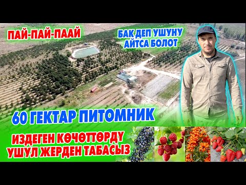 Видео: Бул ВИДЕОНУ баары КӨРСҮН! Аз эле ЖЕРДЕН кантип көп КИРЕШЕ тапса болот ~ Бүт СЕКРЕТТЕР айтылды