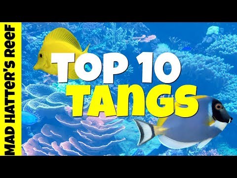 Видео: 10 лучших аквариумов для соленой воды