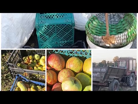 Видео: Ура-а-а!!! Забрала з городу весь урожай!🤗🙏👍